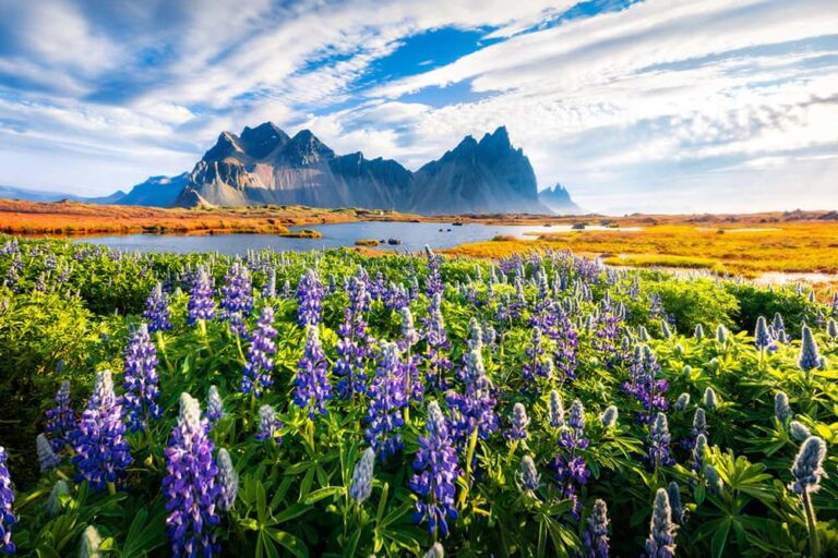 アイスランドのヴェストラホルン山を背景に広がる夏のルピナスの花畑