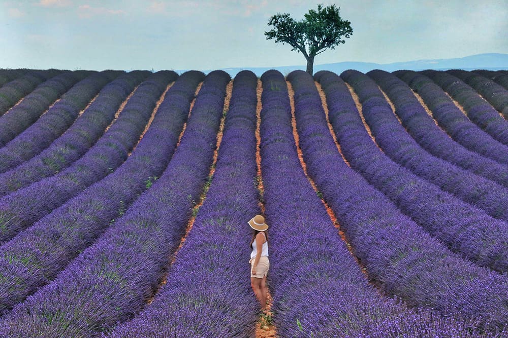 6月のフランス・プロヴァンスで見頃を迎えるラベンダー畑を歩く女性の風景