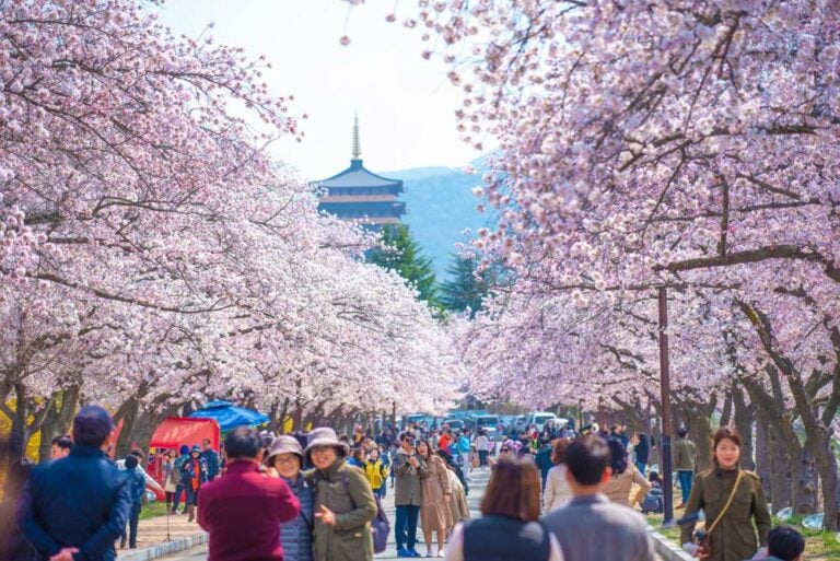 韓国・慶州(キョンジュ)のエキスポ公園に咲き誇る桜並木。春の穏やかな日差しの中、多くの観光客が花見を楽しみながら歩いている様子が写されており、奥には伝統的な塔が風景に溶け込んでいる。