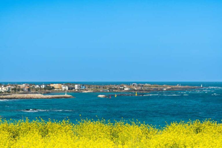 韓国・済州島の春の海辺の風景。手前には鮮やかな黄色い菜の花が咲き誇り、奥には青く広がる海と沿岸の街並みが広がる。晴れ渡る青空とコントラストが美しい。