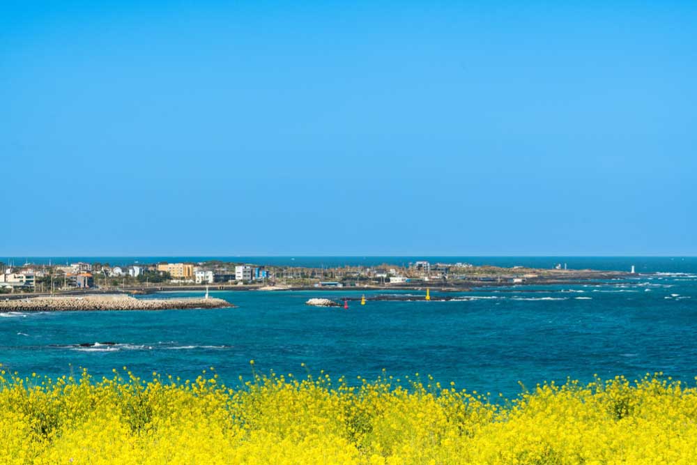 韓国・済州島の春の海辺の風景。手前には鮮やかな黄色い菜の花が咲き誇り、奥には青く広がる海と沿岸の街並みが広がる。晴れ渡る青空とコントラストが美しい。
