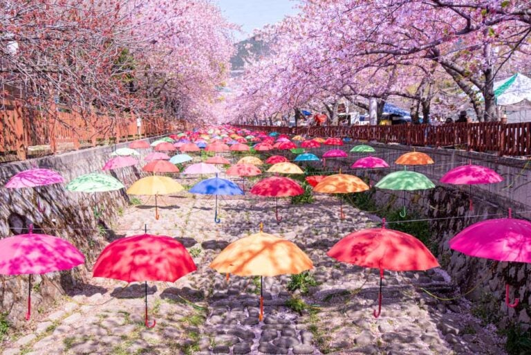 Altテキスト:
韓国・鎮海(チネ)で開催される桜祭りの様子。満開の桜並木の下にカラフルな傘が吊るされており、春の陽光に照らされて幻想的な雰囲気を醸し出している。フォトスポットとしても人気の高いエリア。