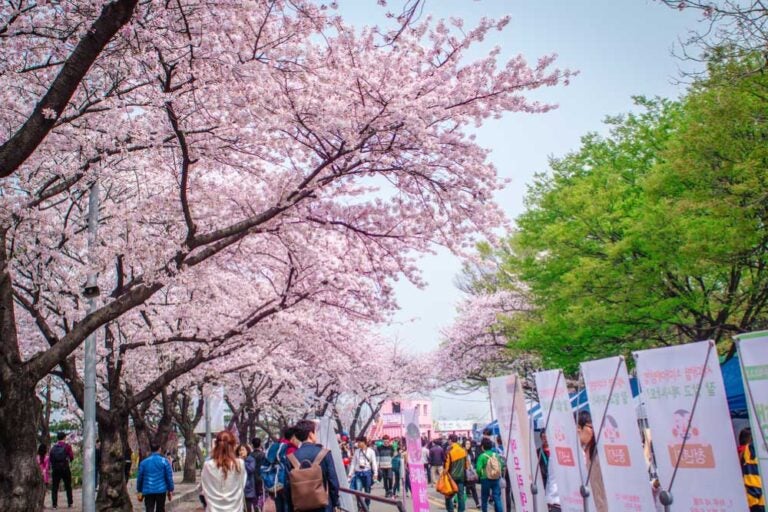 韓国・ソウルの汝矣島(ヨイド)で開催される春の桜祭りの様子。満開の桜の下を歩く人々と、並ぶ屋台や看板が春のにぎやかな雰囲気を伝えている。 Show less