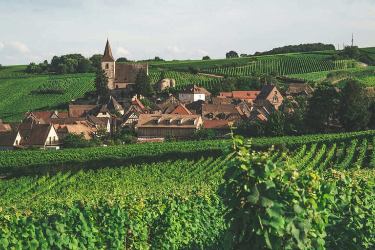 7月のフランス・アルザス地方、ワイン畑に囲まれた村の美しい風景
