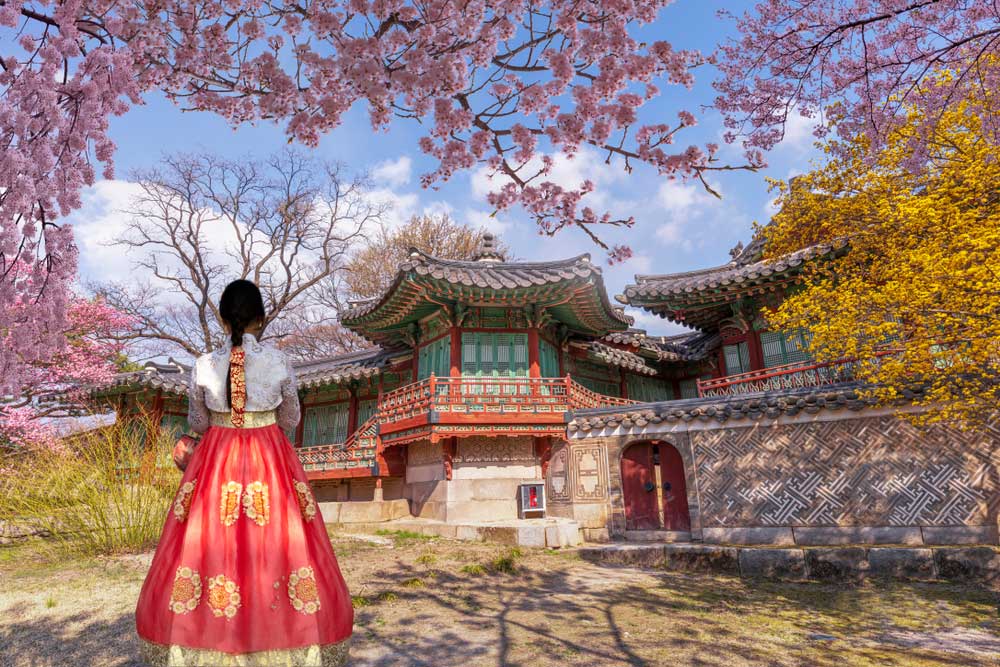 春の昌徳宮(チャンドックン)を訪れる韓服姿の女性。満開の桜と伝統建築が調和する華やかな風景。