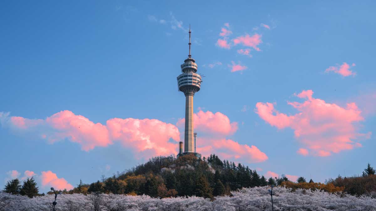 韓国・大邱にあるEワールド83タワーが、春の桜と夕焼け空に包まれながら丘の上にそびえる風景。