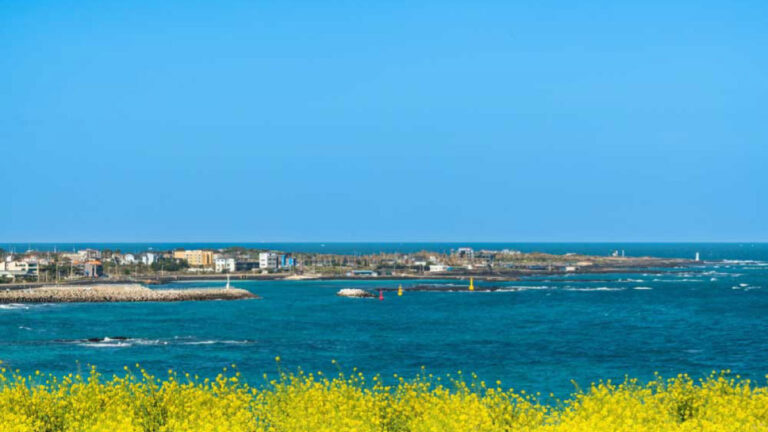 韓国・済州島の春の海辺の風景。手前には鮮やかな黄色い菜の花が咲き誇り、奥には青く広がる海と沿岸の街並みが広がる。晴れ渡る青空とコントラストが美しい。