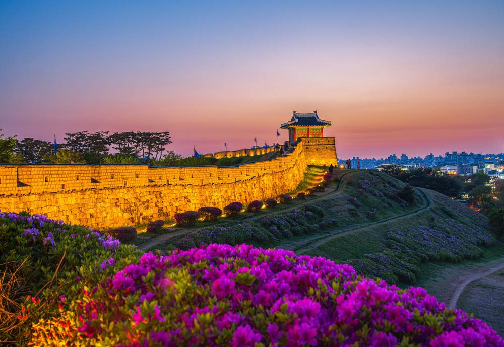 韓国・水原の華城の城壁が夕暮れにライトアップされ、ツツジの花々とともに幻想的な景観を描く。歴史と自然が調和した世界遺産の風景。