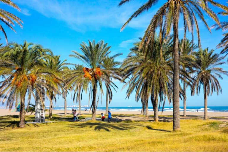 スペイン・バレンシアのマルバロッサビーチに並ぶヤシの木と青空。リラックスした雰囲気の中、海辺で過ごす人々の様子。
