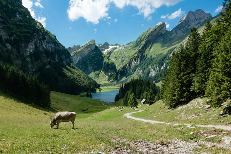 7月のスイス・アルプスで牛が草を食む牧草地と山岳湖の風景を紹介する写真