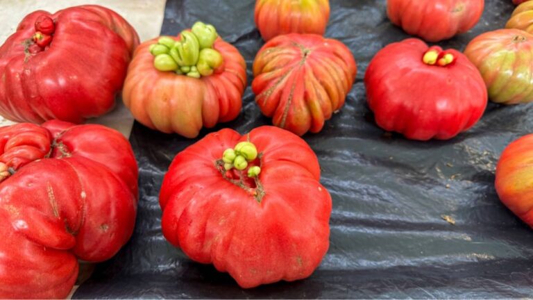 スペインのローカルマーケットで見かける形がユニークな完熟トマト。でこぼことした自然なフォルムと色合いが特徴の伝統的な品種。