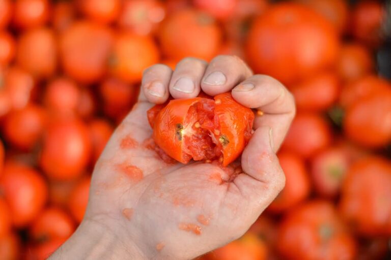 トマト祭りのルールに従い投げる前にトマトを手で潰す様子
