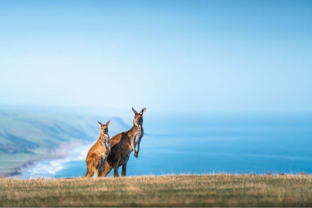オーストラリアの海沿いの草原に立つ2匹のカンガルー。背後には青い海と緑の丘陵が広がる。