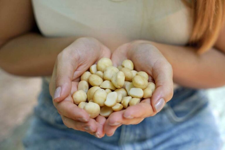 両手いっぱいに抱えられたハワイ産の素焼きマカダミアナッツ。ナチュラルな色味と丸みのある形が特徴で、ヘルシーなおやつやお土産として人気。