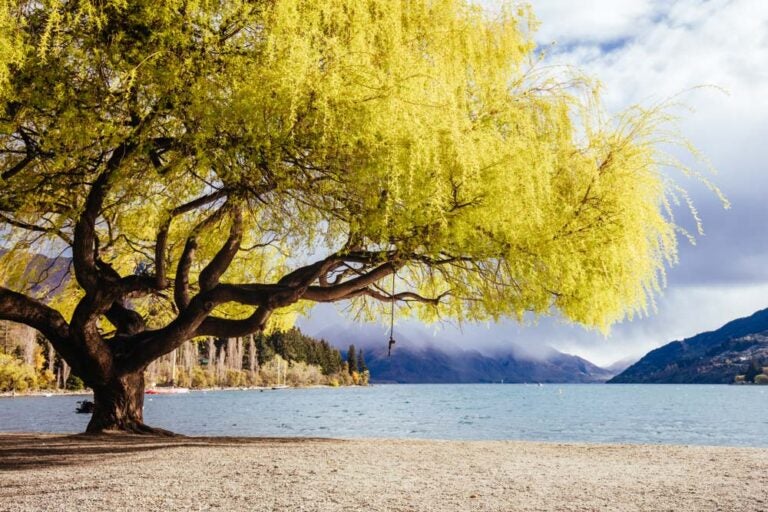 クイーンズタウンのワカティプ湖畔に広がる大きな柳の木と澄んだ湖面、山々を背景にした静かな風景