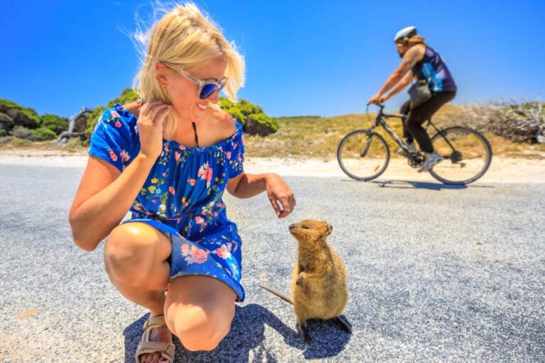 オーストラリア・ロットネスト島でクオッカと触れ合いを楽しむ女性観光客