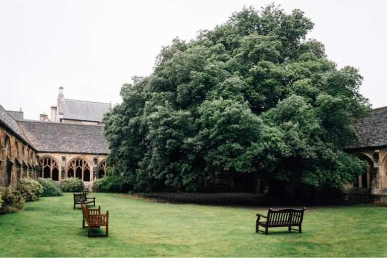 オックスフォードのニュー・カレッジ中庭にある大木とベンチ、ゴシック様式の回廊が映る静かな景観の写真。映画『ハリー・ポッター』のロケ地としても有名。