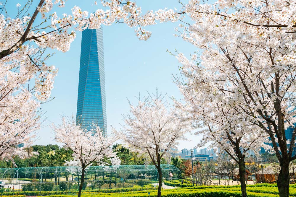 満開の桜並木と、その奥にそびえる高層ビル。春の青空の下、自然と都市が調和する風景
