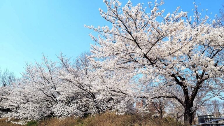 青空の下に満開の桜並木が広がる春の風景。