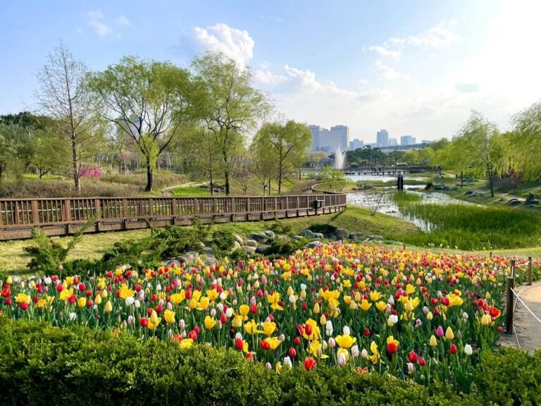 カラフルなチューリップが咲き誇る公園。木製の遊歩道と池があり、奥には都会のビル群が見える春の風景。