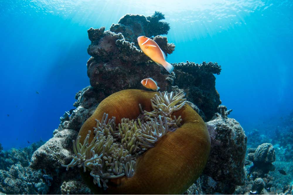 ケアンズ水族館で展示されるカクレクマノミとイソギンチャクの水中シーン。グレートバリアリーフの海中世界を再現した人気展示