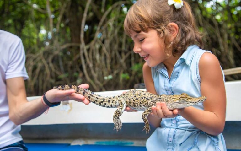 ケアンズ郊外の人気施設「ハートレイズ・クロコダイル・アドベンチャーズ」で小さなクロコダイルを間近に観察・体験する様子