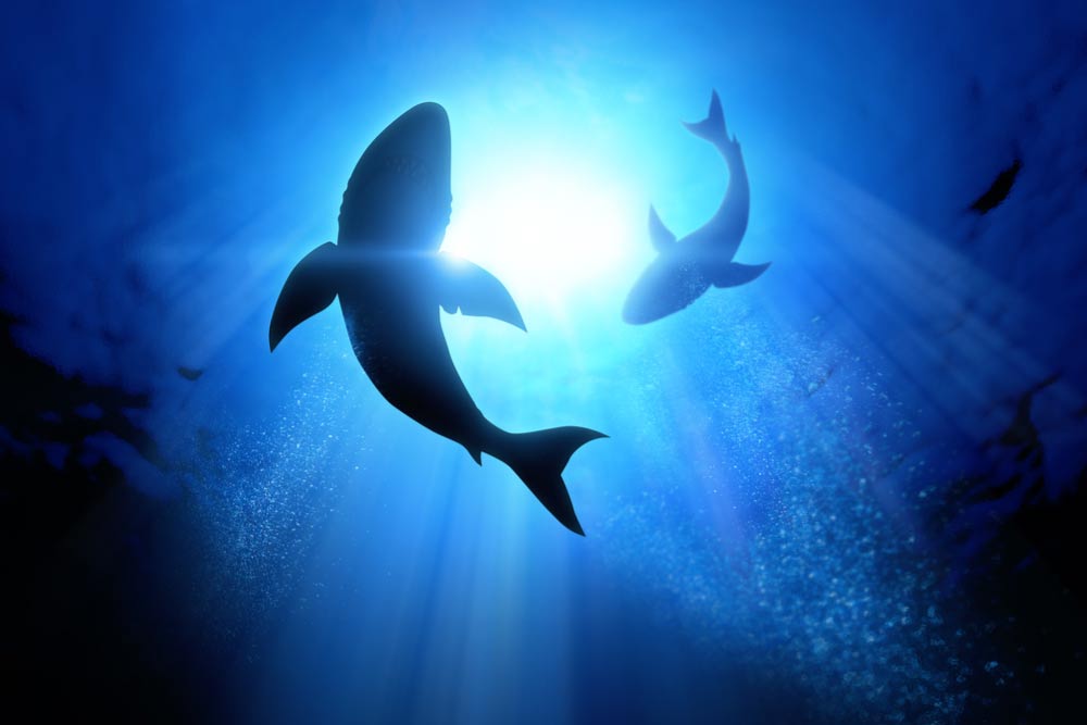 海中を泳ぐホホジロザメを下から見上げた様子。青い光が差し込む中で迫力ある姿が映し出され、オーストラリアならではのケージダイビング体験を連想させる写真