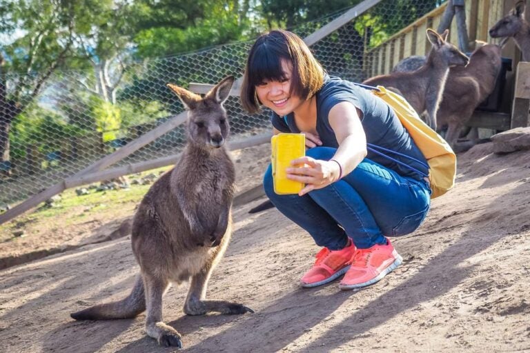 メルボルン動物公園で、スマホのカメラに目線を合わせるカンガルーと、その横で嬉しそうに記念写真を撮る女性