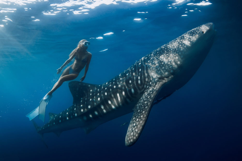 透明度の高い海でジンベエザメと一緒に泳ぐ女性ダイバー。ニンガルーリーフならではの神秘的な海洋体験を捉えた写真
