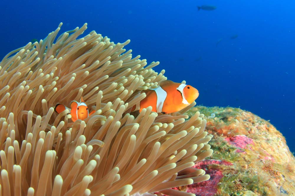 西オーストラリア州立水族館(AQWA)で見られるカクレクマノミとイソギンチャクの共生シーン。色鮮やかな海洋生物が展示され、家族連れや観光客に人気のスポット。