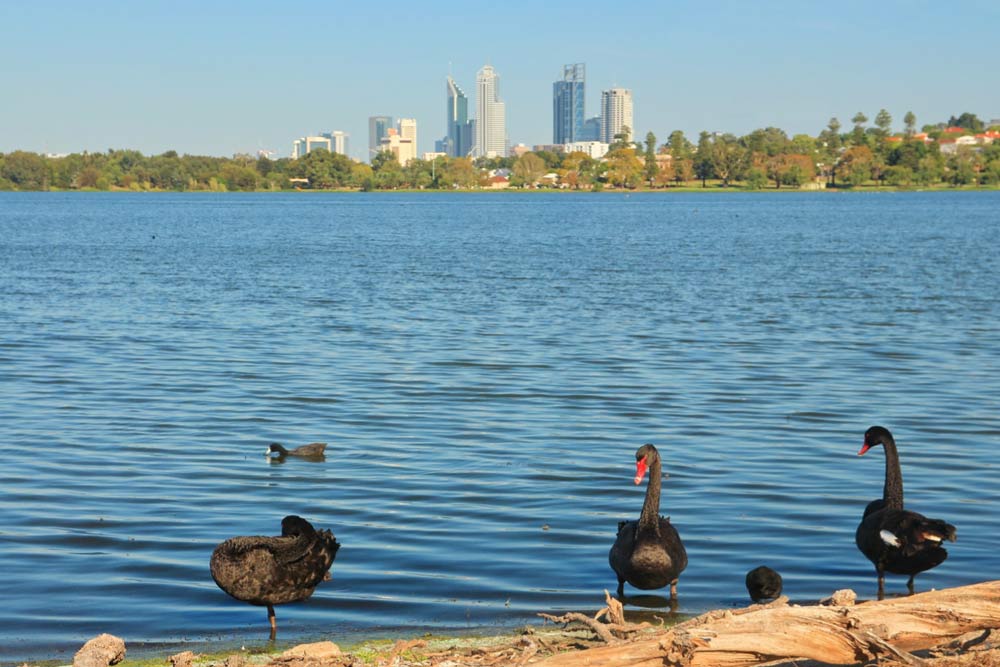 西オーストラリア・パースのモンガー湖に生息する黒鳥と湖畔の風景。奥には市街地の高層ビル群が見え、自然と都市が調和する人気の観光スポット。