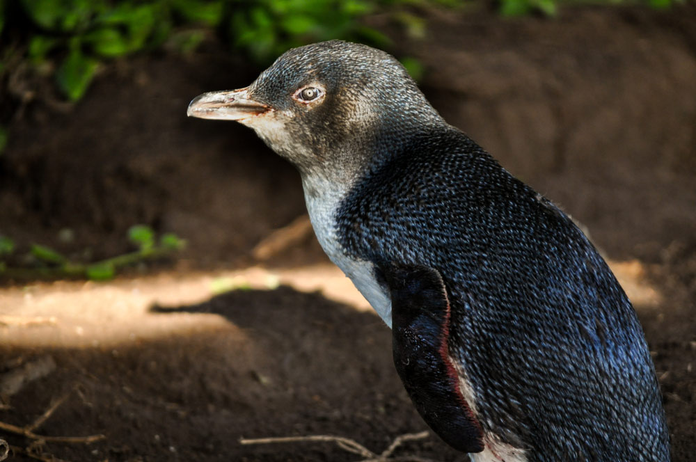 フィリップ島で見られるリトルペンギンの姿。ペンギンパレードで浜辺に戻る可愛らしい様子を象徴する写真