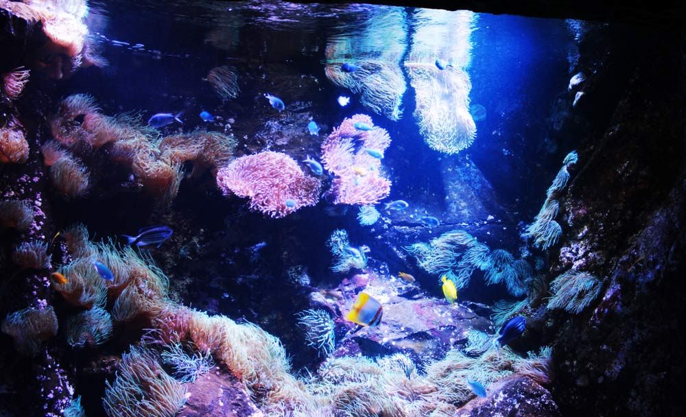 シーライフ・シドニー水族館の展示水槽に泳ぐ熱帯魚と色鮮やかなサンゴ