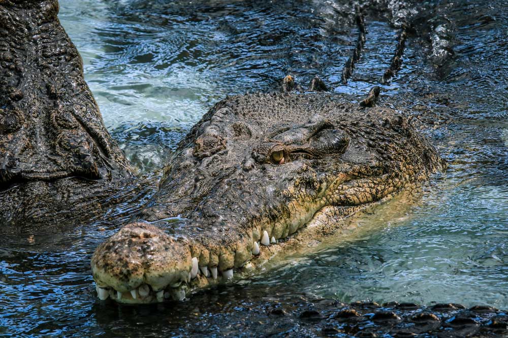 水面から顔を出す巨大なイリエワニのクローズアップ。ダーウィンで体験できる「死のケージ」アトラクションを象徴する迫力ある場面
