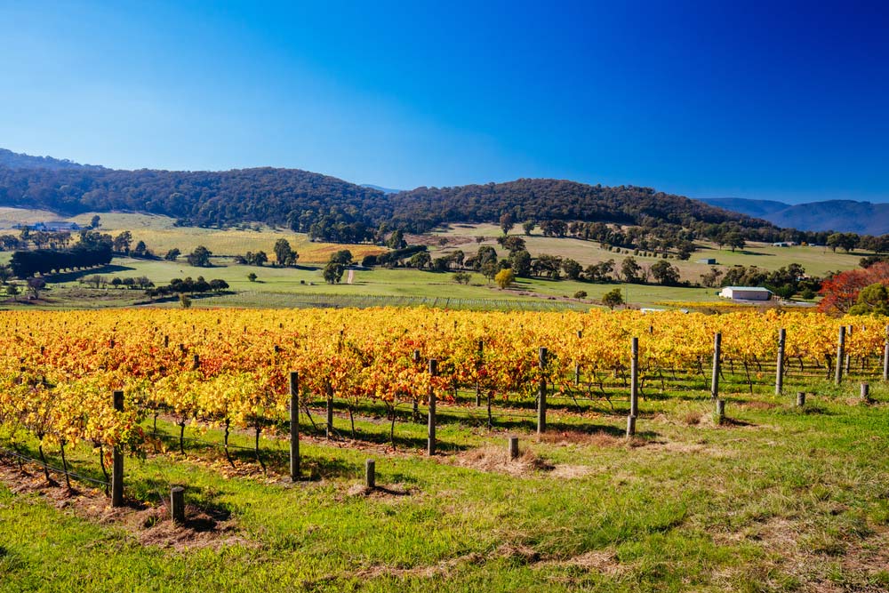 オーストラリア・ヤラバレーのワイナリーに広がる黄金色のブドウ畑。