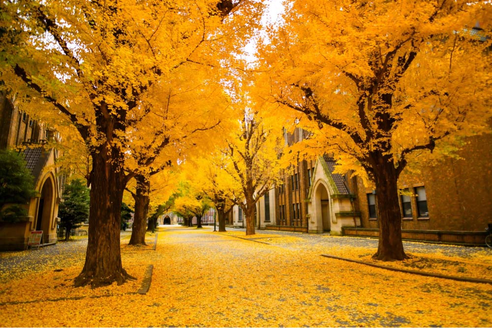 黄金色のイチョウ並木が続く秋のキャンパス風景、黄色い落ち葉が道一面を覆う光景