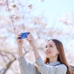 満開の桜の下でスマートフォンを構えて写真を撮る女性の様子