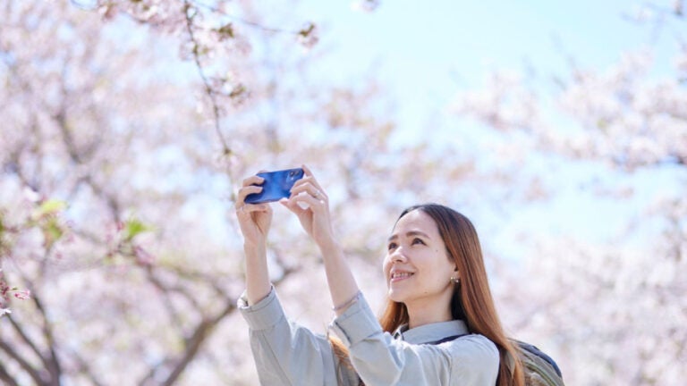 満開の桜の下でスマートフォンを構えて写真を撮る女性の様子
