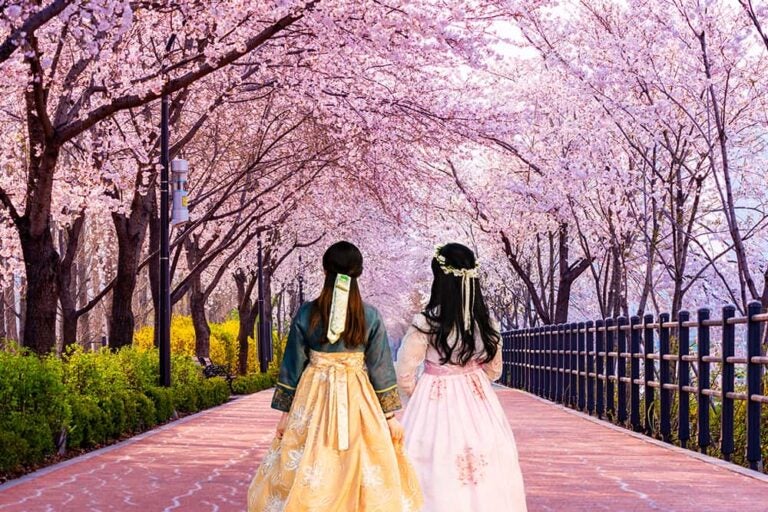 韓国の春に満開の桜並木の下を韓服姿で歩く2人の女性