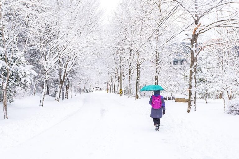  雪が積もった韓国の冬の並木道を傘をさして歩く旅行者