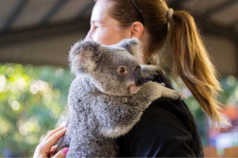 ブリスベン近郊の動物園でコアラを抱っこしている女性の様子