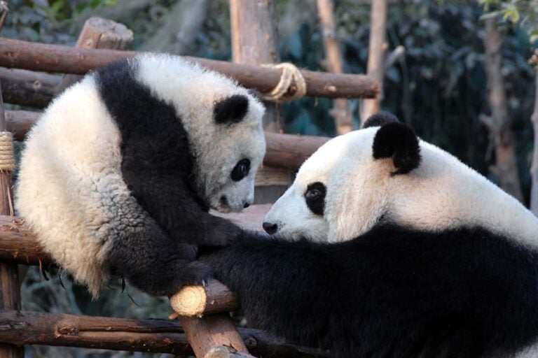 成都のパンダ基地で木製の遊具の上でじゃれ合う2頭のジャイアントパンダ