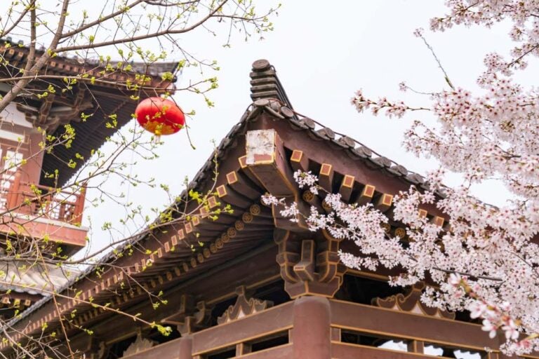 西安の伝統建築と赤い提灯、桜が咲く春の風景