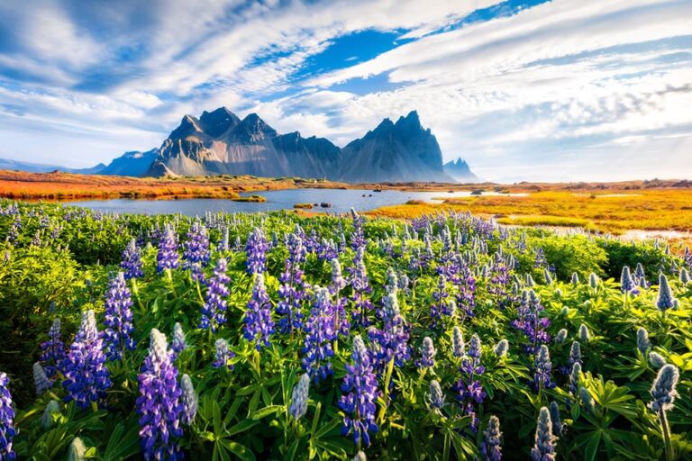 ヨーロッパ治安ランキング1位のアイスランド・ヴェストラホルン山麓に広がるルーピンの花畑
