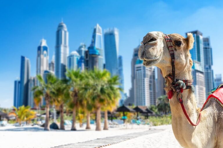 ドバイマリーナの高層ビル群を背景にビーチに座るラクダ