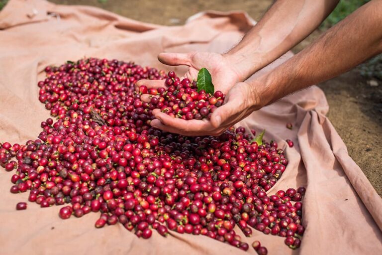 インドネシアで収穫された真っ赤なコーヒーチェリーを手に取る様子