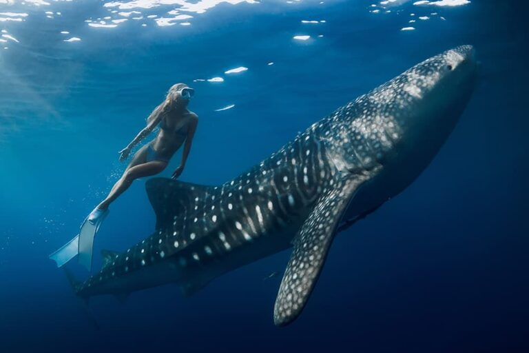 セブ島オスロブの海でジンベエザメと並んで泳ぐ女性ダイバーの様子