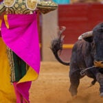 サン・フェルミン祭の闘牛場でカポーテを構え牛と対峙する闘牛士