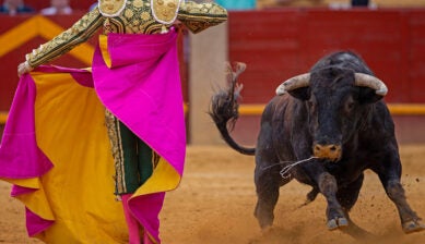サン・フェルミン祭の闘牛場でカポーテを構え牛と対峙する闘牛士