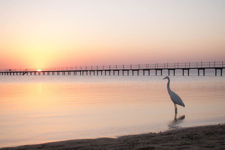 エジプトのリゾート都市マルサ・アラムの海岸で、朝日に照らされる浅瀬に佇む白い鳥と桟橋の美しい風景